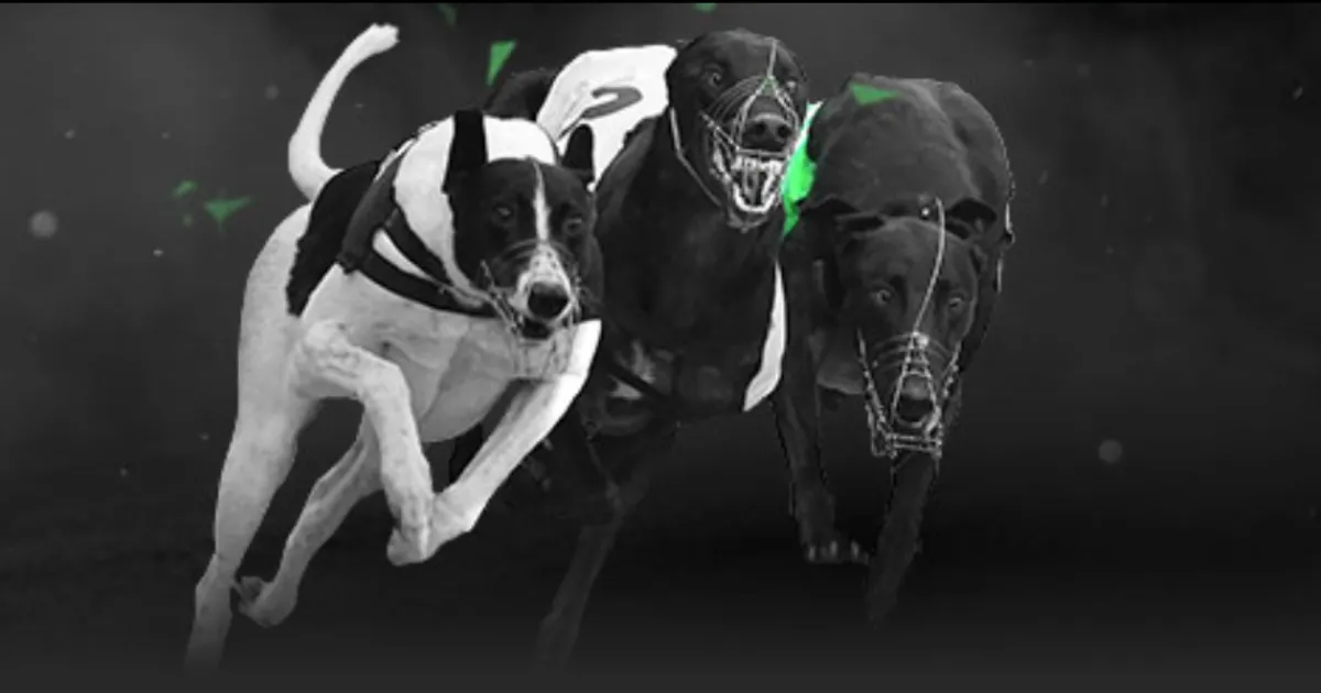 波杰姆大乐,透期号专家,推荐,2026世界杯投注,2026世界杯平台,世界杯博彩,世界杯投注,2026世界杯赔率,体育赛事投注